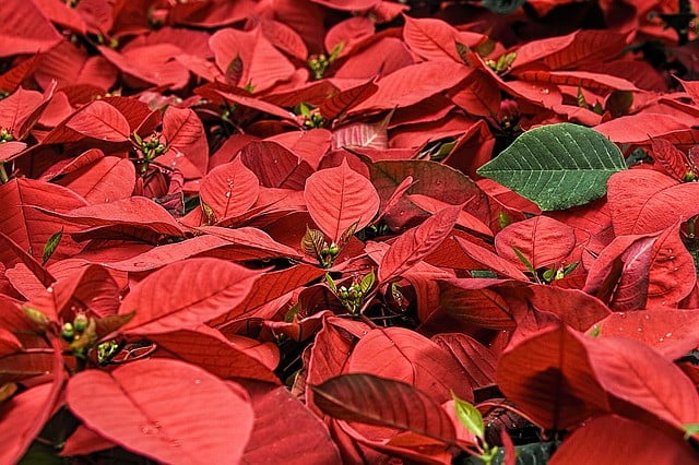 The Right Way to Keep Your Poinsettias Happy This Season The Right Way to Keep Your Poinsettias Happy This Season